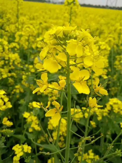 大自然带给我们花的海洋,放飞心情,让我们尽情地拥抱这美丽的春天吧!