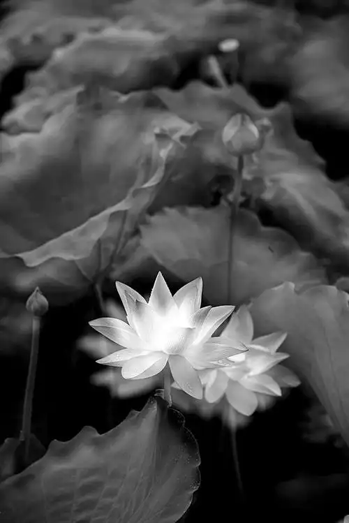 黑白荷花,传达悠远意境__财经头条