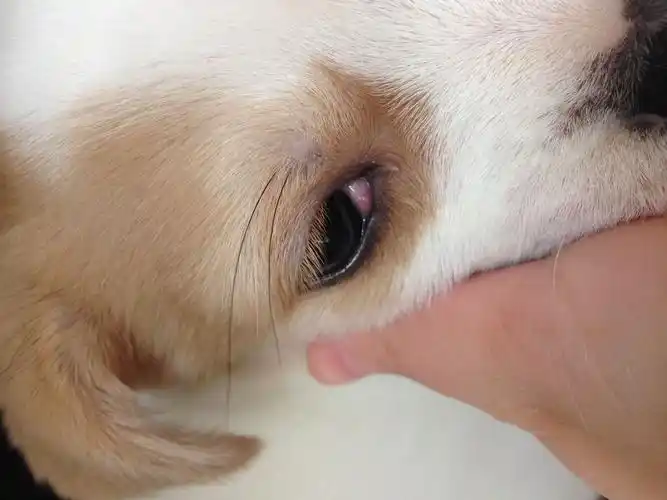 狗狗眼睛被自己爪子抓了,眼睛里长了一个小肉瘤!