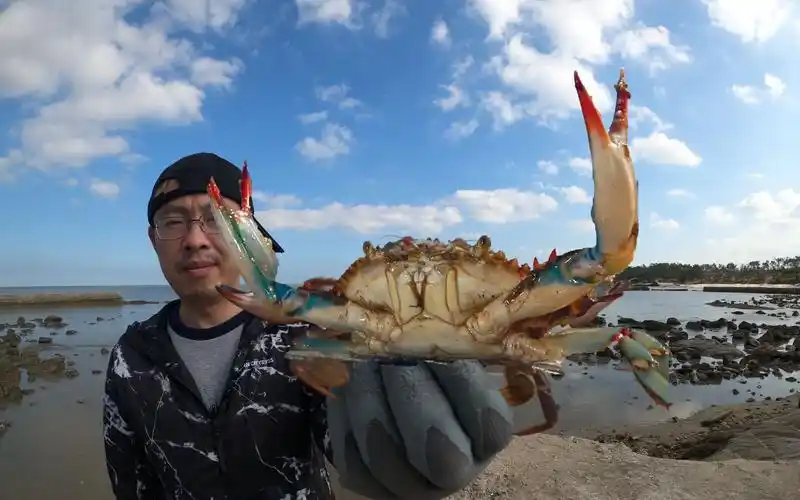 凌晨四点青岛赶海抓螃蟹,乱石岛花盖蟹太疯狂,皮皮虾都凑热闹_哔哩