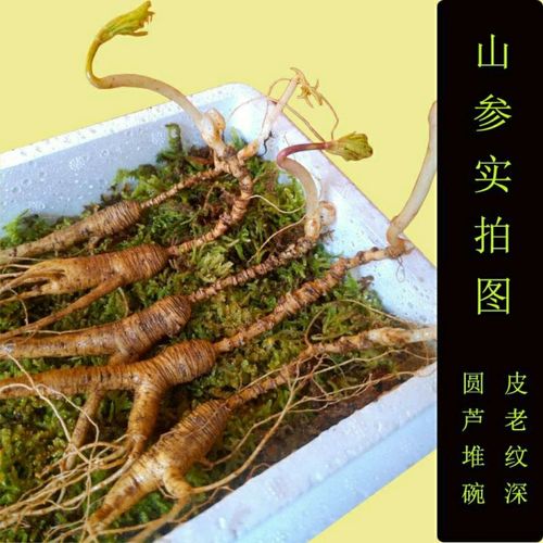 鲜人参 长白山林下野山参27年 精品山参小老货5支组 带土野人参