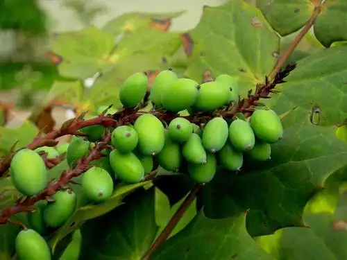 藏青果 - 搜狗百科