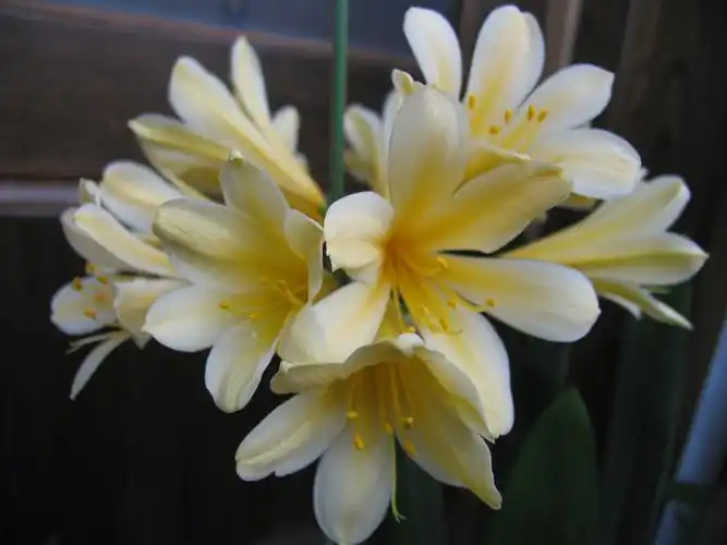 昨天为黄花君子兰自粉