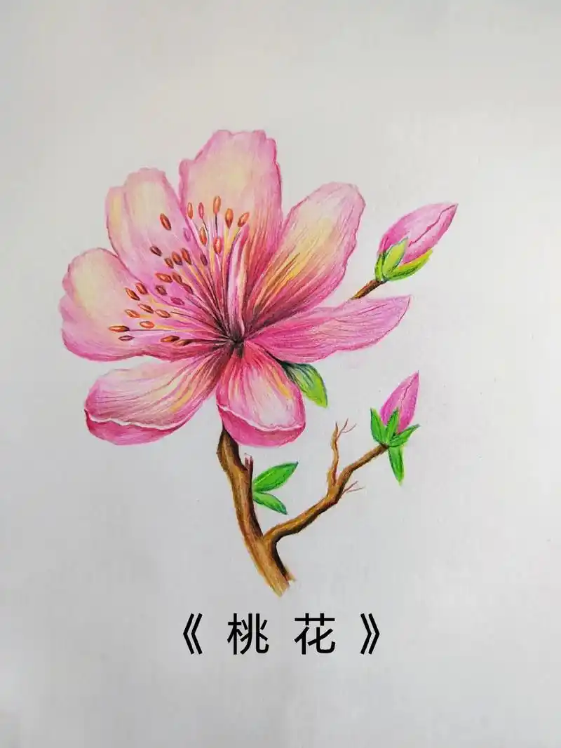 图文种草机 #画画 #彩铅 #手绘 #零基础教学 简单易学的彩铅桃花环è