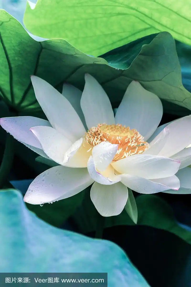 荷花,叶子,绿色,叶脉,睡莲