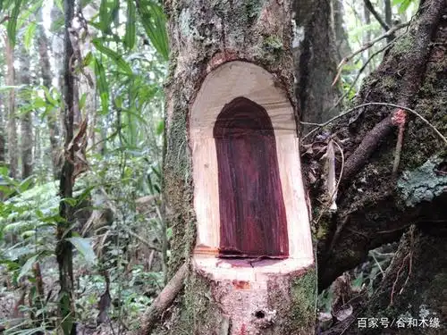 谈"檀"第十檀——卢氏黑黄檀(大叶紫檀)