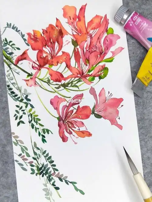 水彩凤凰花过程