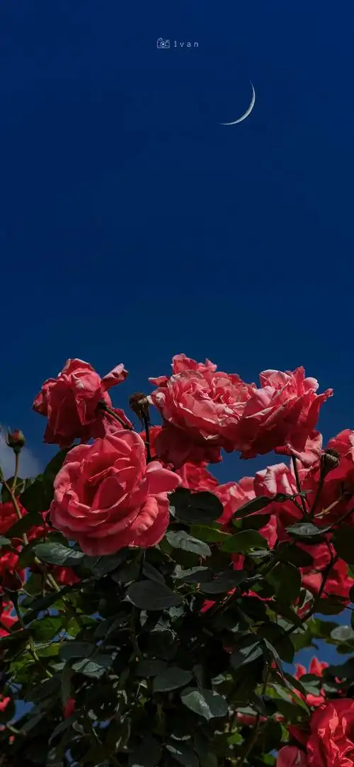 " 花前月下,玫瑰正艳 . "