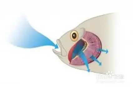 鱼儿是怎样呼吸的