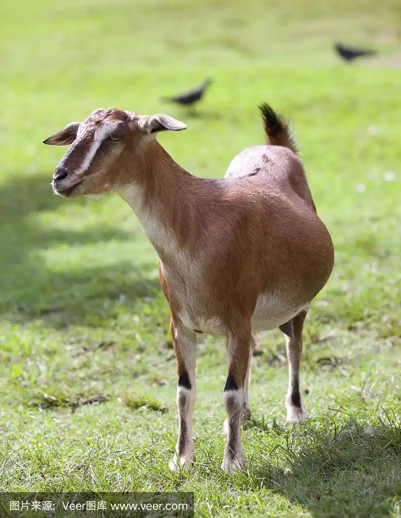 吐根堡山羊无角的山羊