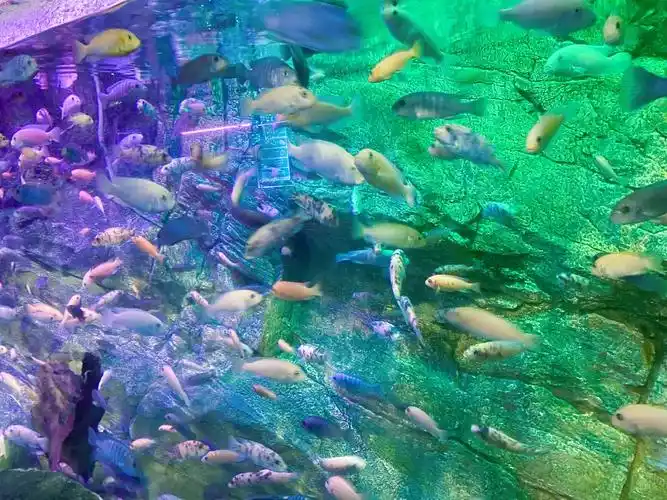 北京海洋馆游玩攻略(北京15个最适合带孩子去玩的地方)