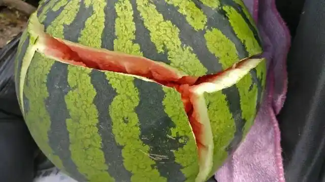 其实西瓜裂开,是种植过程中常见的一种现象