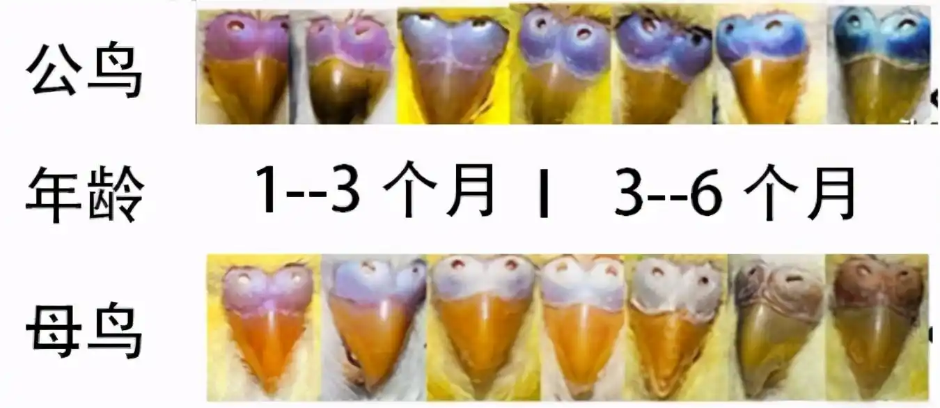 阶段和发情期都会有变化,详情请看下图这次和大家聊一下虎皮鹦鹉如何