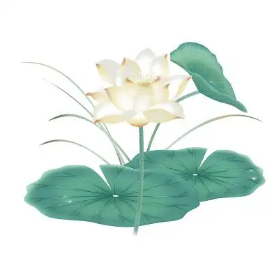 白莲花图片