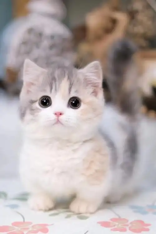 英短三花##三花猫