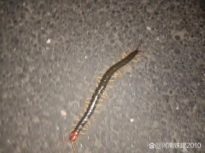 傍晚游古镇,公园要注意红头蜈蚣出没  南浔古镇路边发现红头蜈蚣,红头