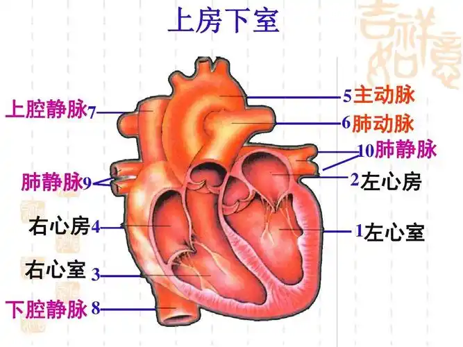 心脏生理结构ppt课件
