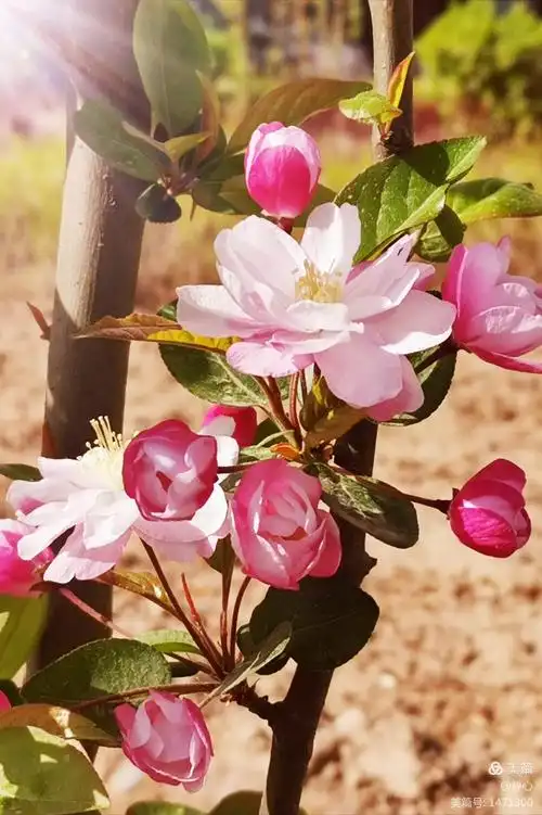 校园四月花正开