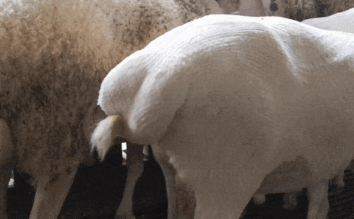 猛吸一口羊屁股周一立刻提神上头