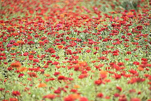 土红花图片_土红花图片大全_土红花图片下载