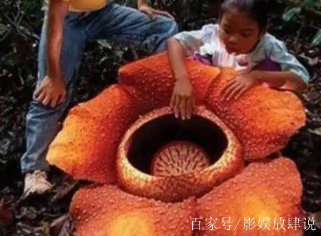 食人花会吃人吗?老外把手伸进食人花口中,镜头拍下全过程