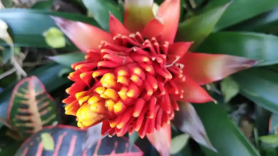 星花凤梨秀美多姿,充满热带风情,多彩的非洲紫罗兰,竹林蓝天.