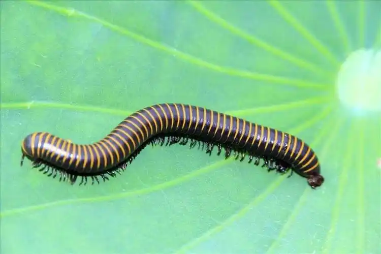 千足虫是哪个昆虫的俗称(关于千足虫一些有趣的常识)-恰卡门户
