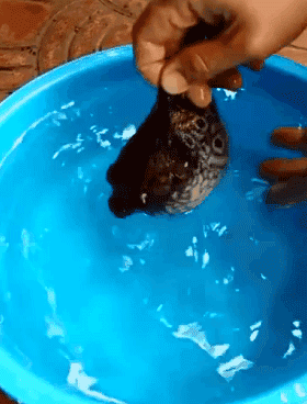 见过河豚生气,但你见过它如何撒气吗?