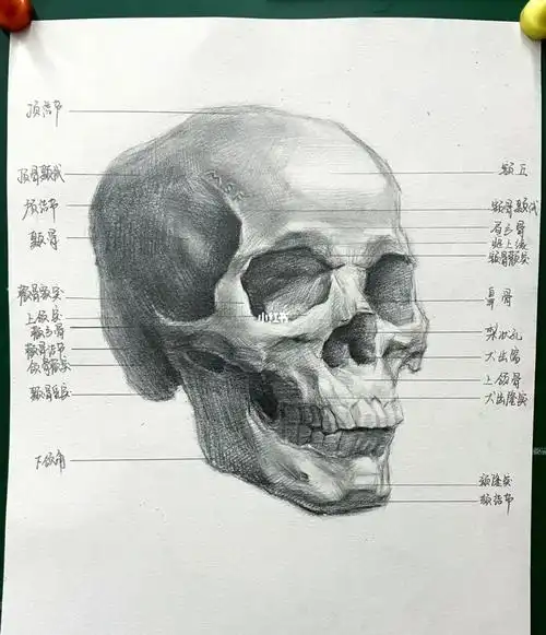 第一张素描头骨练习