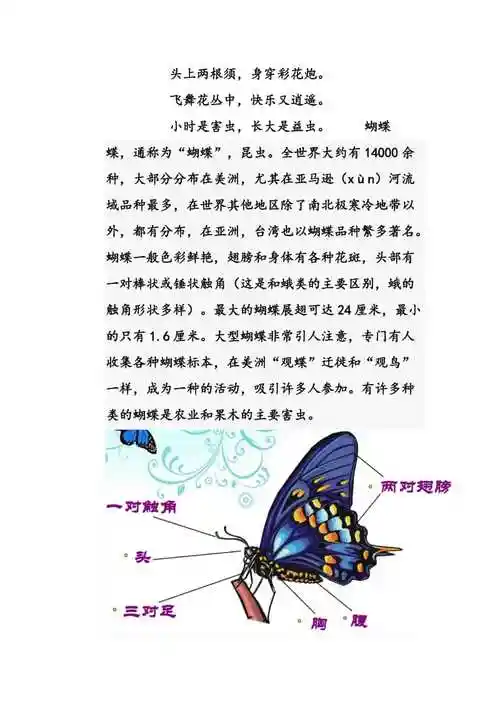 小学生自然科学课之蝴蝶