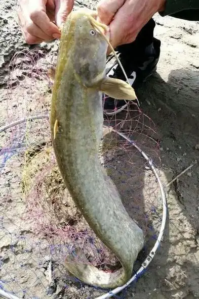 鲶鱼(黄鲶鱼)-百科学社