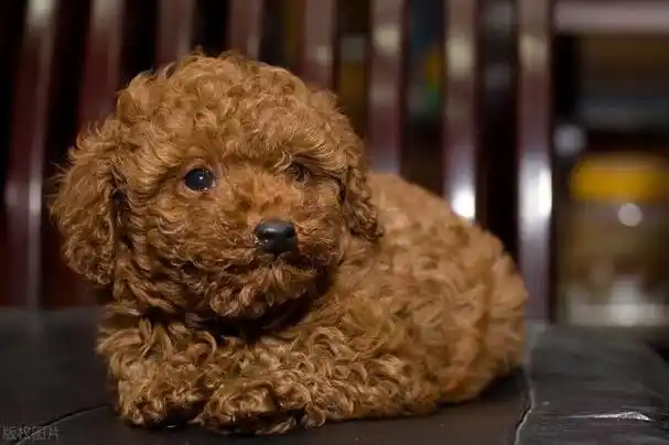 棕泰迪身上出现白毛(轻松挑选"纯种泰迪")