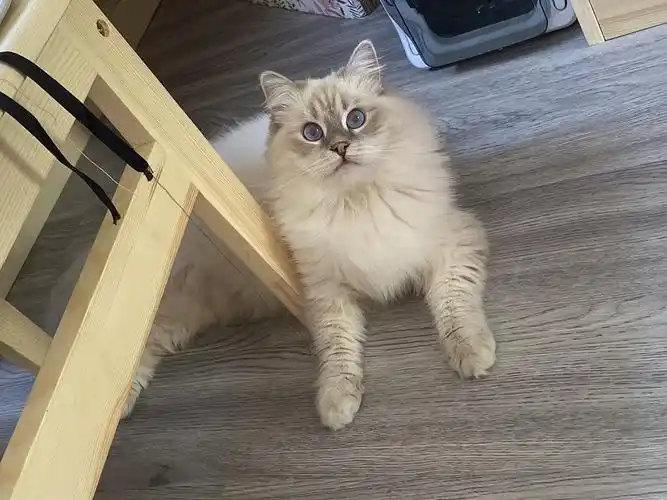 晒晒猫蓝山重点色布偶猫我们看起来是一只小脑斧嗷呜非主流双色哦