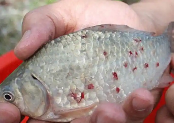 水产药品杀草鱼锚头蚤克星除猫头蚤 锚头鳋钉虫净杀虫剂苗头蚤 十瓶