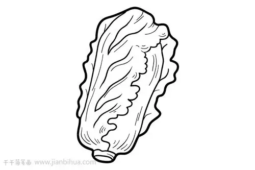 娃娃菜简笔画教程