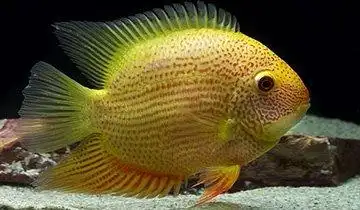 金菠萝鱼 (动物)