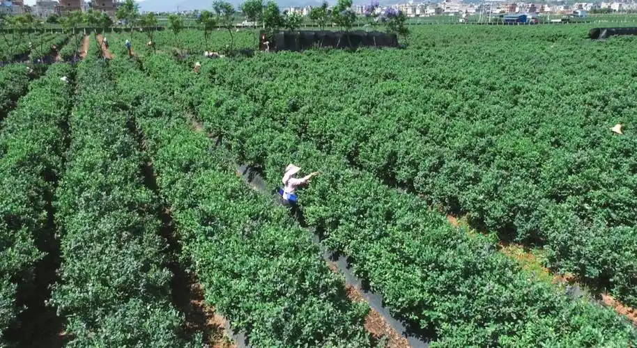 "澄江今后蓝莓产业的发展,我们要走标准化的生产,规模化的种植,重点