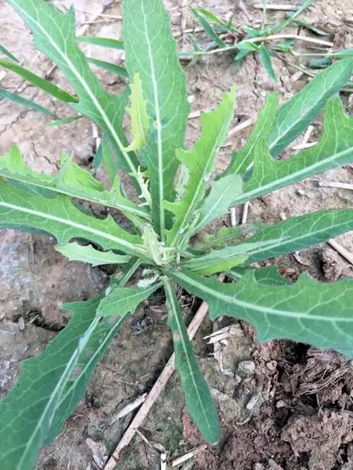 黄花地丁婆婆丁是什么植物黄花地丁婆婆丁是植物吗