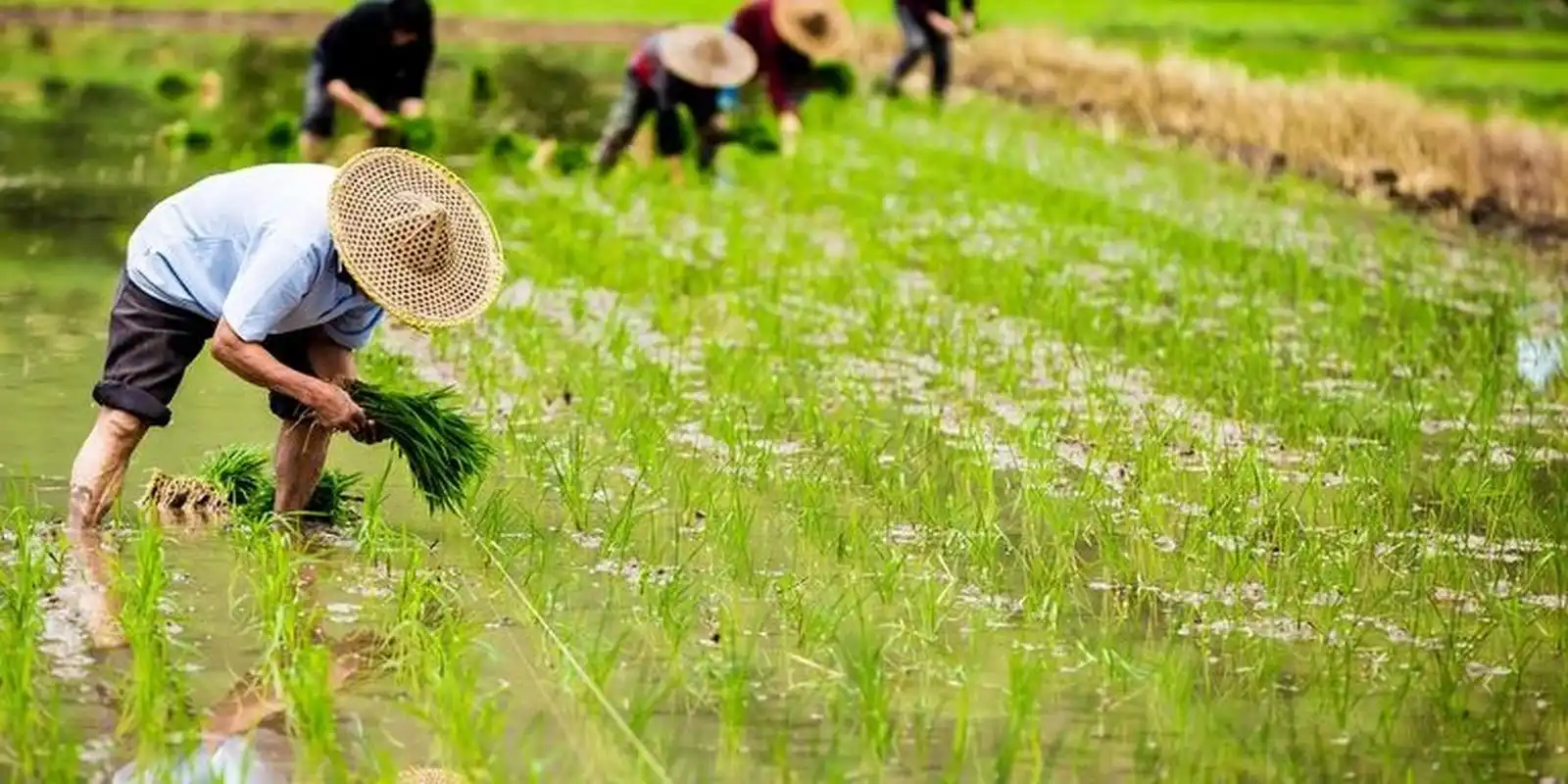 种地的农民伯伯 食物来之不易,是靠农民伯伯的辛苦劳作换来的.
