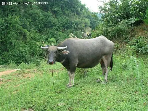 水牛观尝一一丁维龙制作