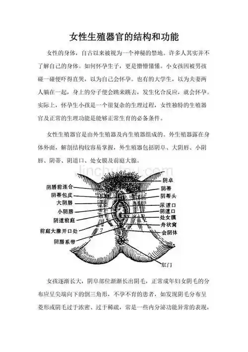 女性生殖器官的结构和功能