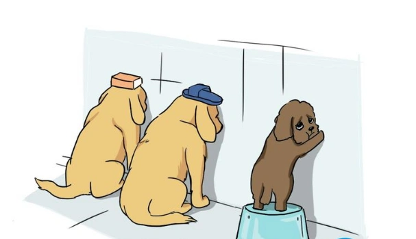 三只狗做错事被罚面壁思过,主人余光扫到泰迪时,它的表情亮了!