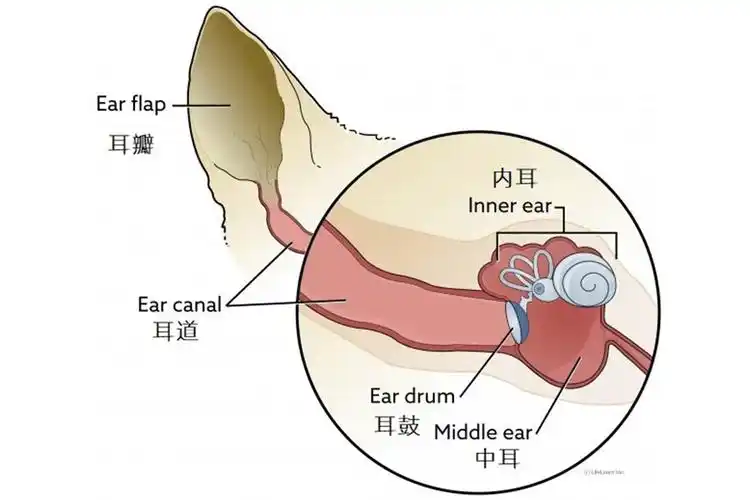 构造可见下图,作为猫咪第二重要的感官(第一为视觉),猫咪耳朵由30条