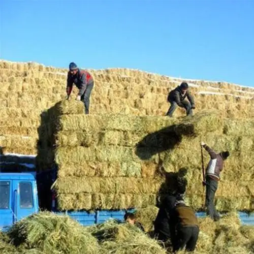 供应 家畜饲草 羊草
