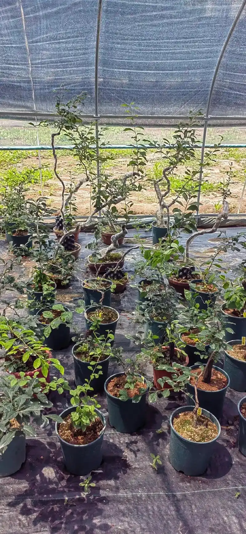 老鸦柿 #盆景素材 #老鸦柿盆景  - 抖音