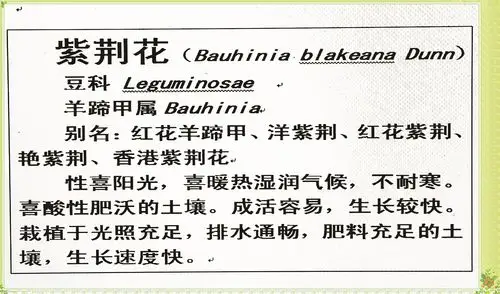 紫荆花植物卡要有花边,拉丁名,别名,名称,习性和科属