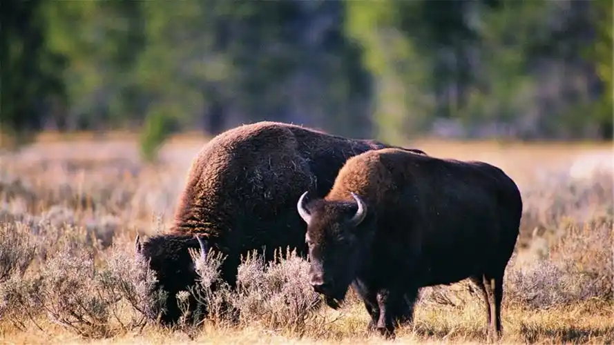 可爱的牛摄影图片高清电脑壁纸 第四辑高清大图预览1920x1080_动物