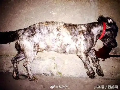 西安一小区现虐狗事件 泰迪犬被扔下楼活活摔死