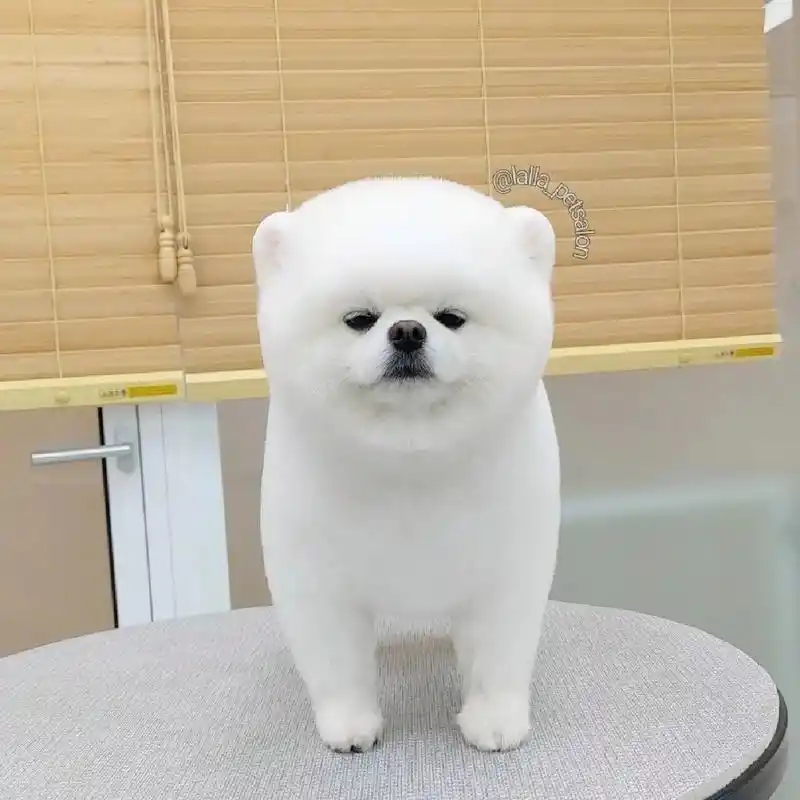 博美犬|说说哪些适合「俊介」&哪些不适合 今天分享一些好看的博美