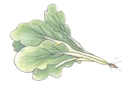 青菜简笔画的画法步骤图教程,图片,简笔画-学笔画